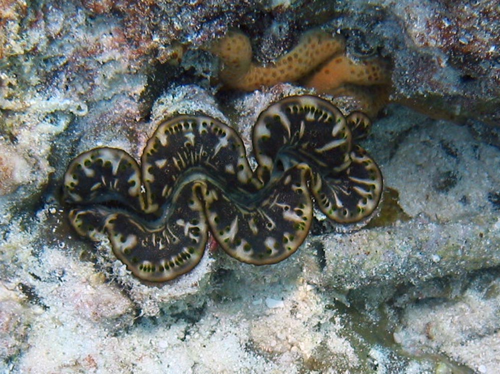 Tridacnidae