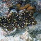 Tridacnidae