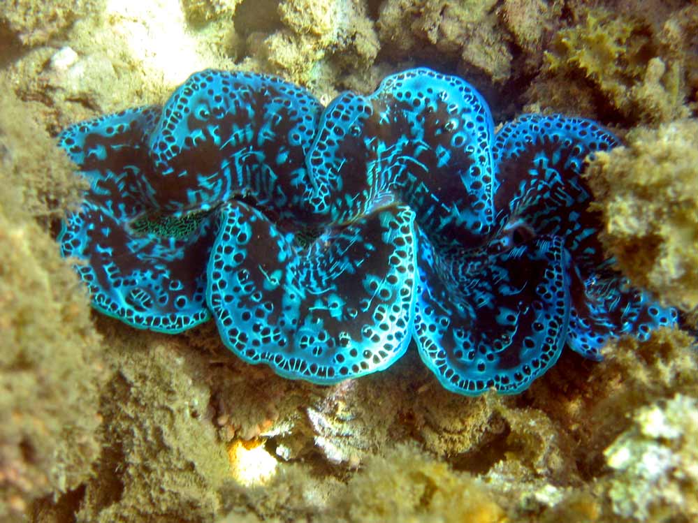 Tridacnidae