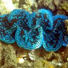 Tridacnidae