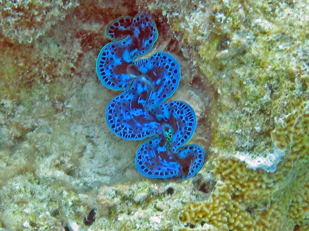 Tridacnidae