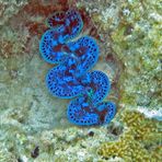 Tridacnidae