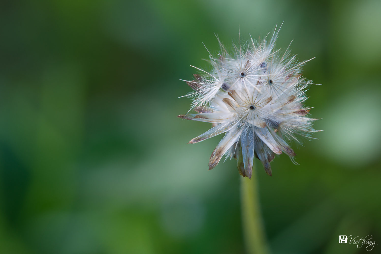 Tridax procumbens - after blooming