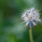 Tridax procumbens - after blooming