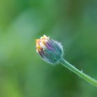 Tridax procumbens - Before blooming