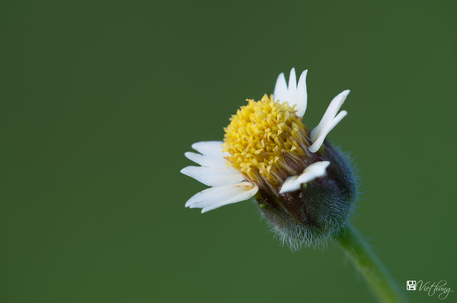 Tridax procumbens