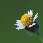 Tridax procumbens