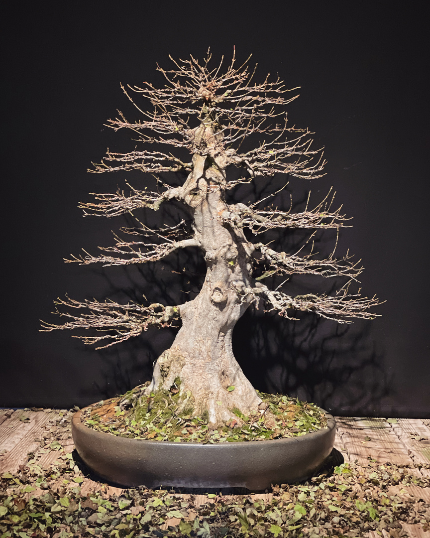 Trident Maple Bonsai