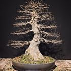 Trident Maple Bonsai