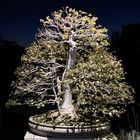 Trident Maple Multitrunk Bonsai