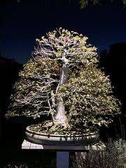 Trident Maple Multitrunk Bonsai