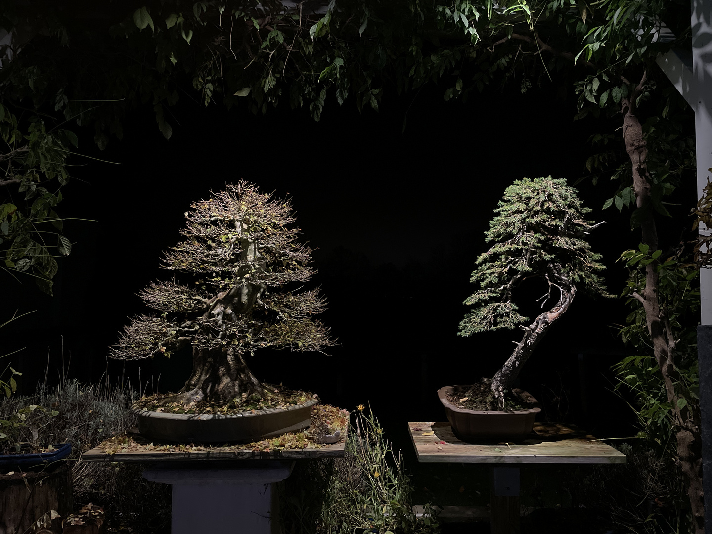 Trident Maple & Spruce Bonsai