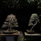 Trident Maple & Spruce Bonsai