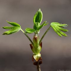 Trieb der Ross-Kastanie