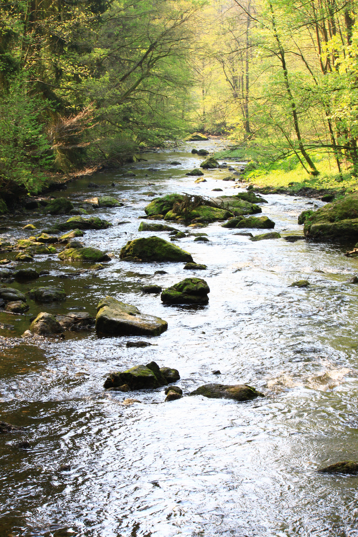 Trieb in die weiße Elster