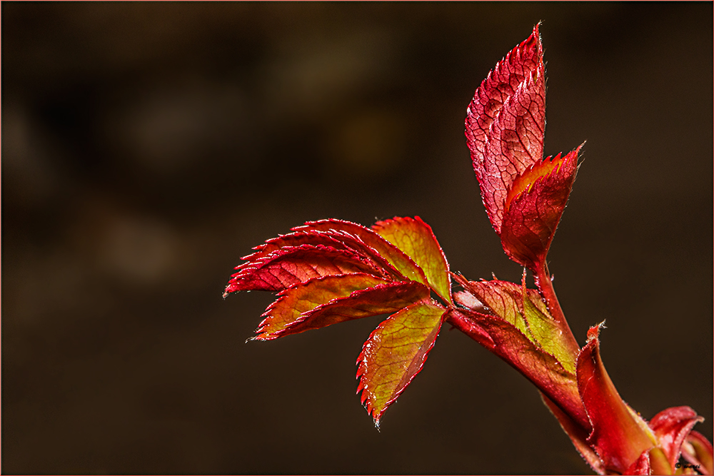 Trieb von Kletterrose