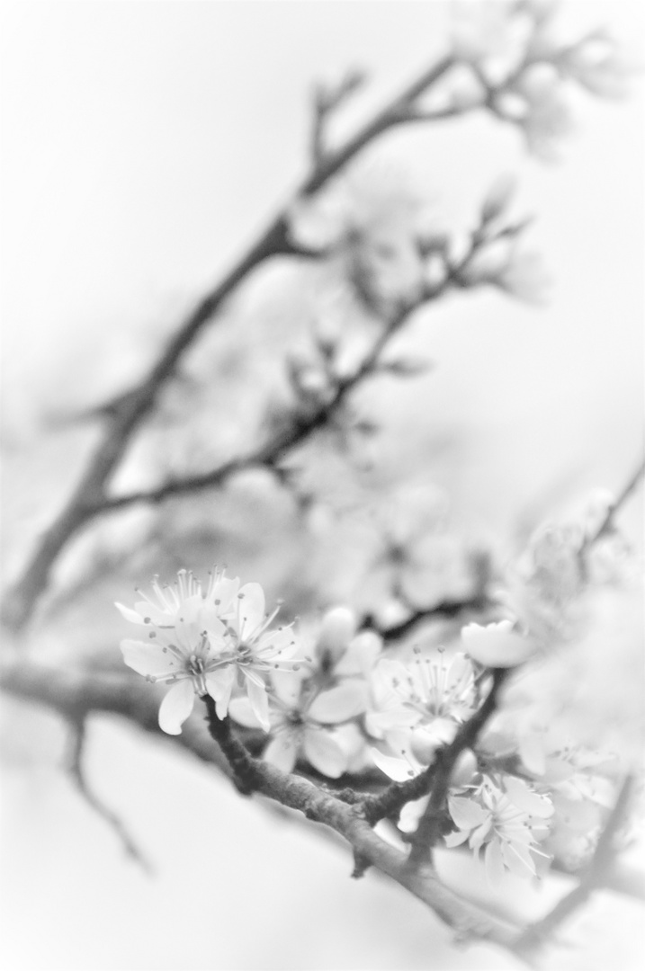 Triebe Foto Bild Vers Blumenbilder Fotos Spezial Bilder Auf Fotocommunity