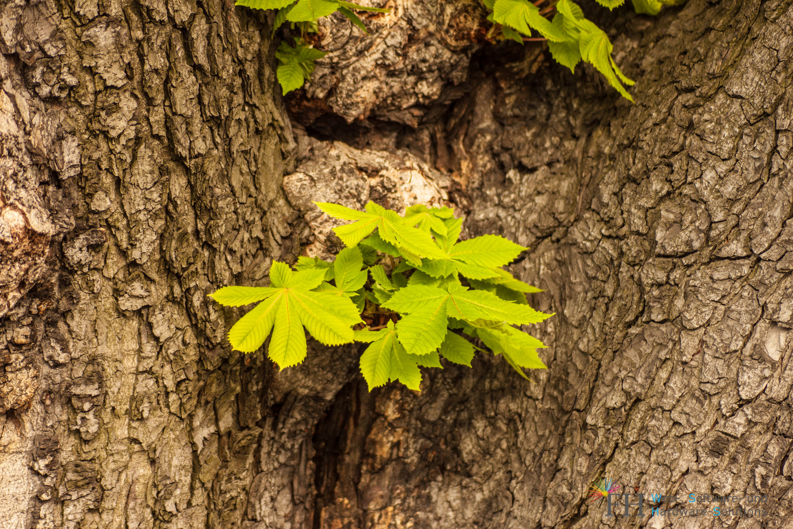 Triebe am Stamm Foto & Bild pflanzen, pilze & flechten, bäume, baum