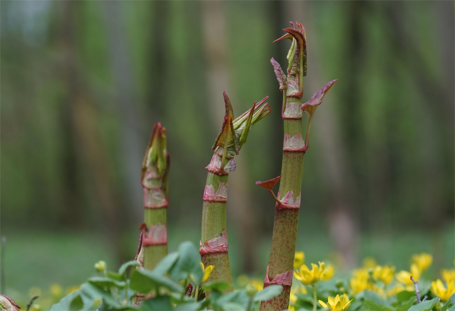 Triebe im "Urwald"  von Schönbach