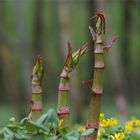 Triebe im "Urwald"  von Schönbach