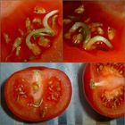 Triebhafte Tomaten