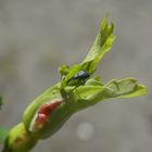 Triebstecher auf einer Heckenrosenknospe