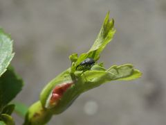 Triebstecher auf einer Heckenrosenknospe