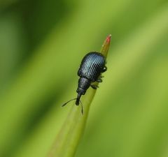 Triebstecher (Caenorhinus sp.)