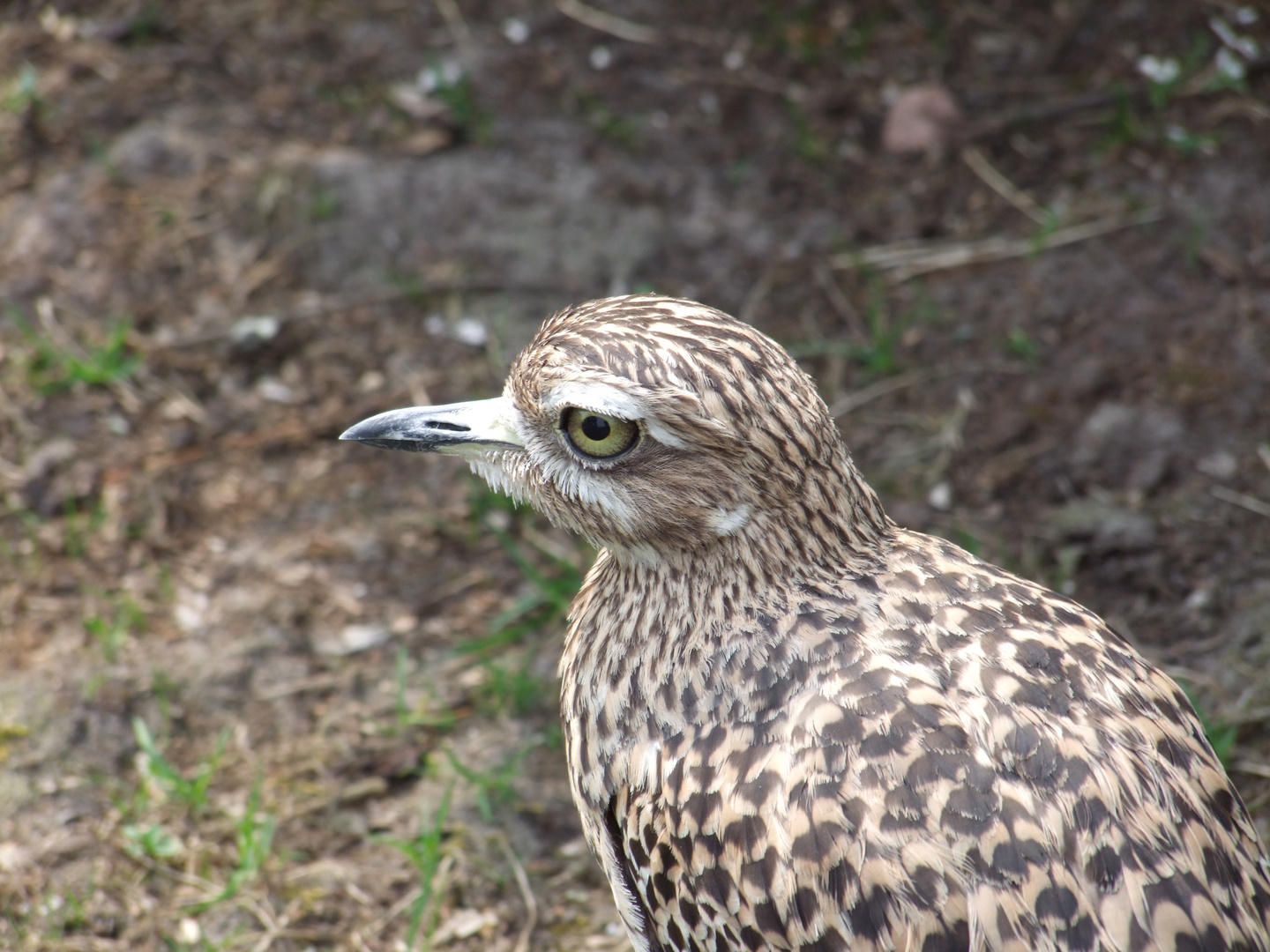 Triel Foto & Bild tiere, zoo, wildpark & falknerei, vögel Bilder auf