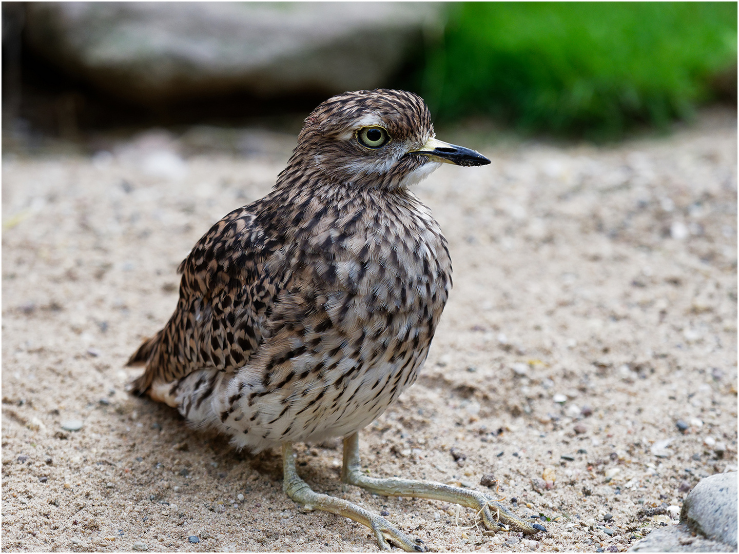 Triel (Burhinus oedicnemus)