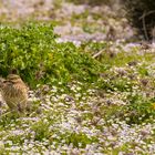 Triel (Burhinus oedicnemus)