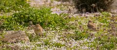 Triel (Burhinus oedicnemus)