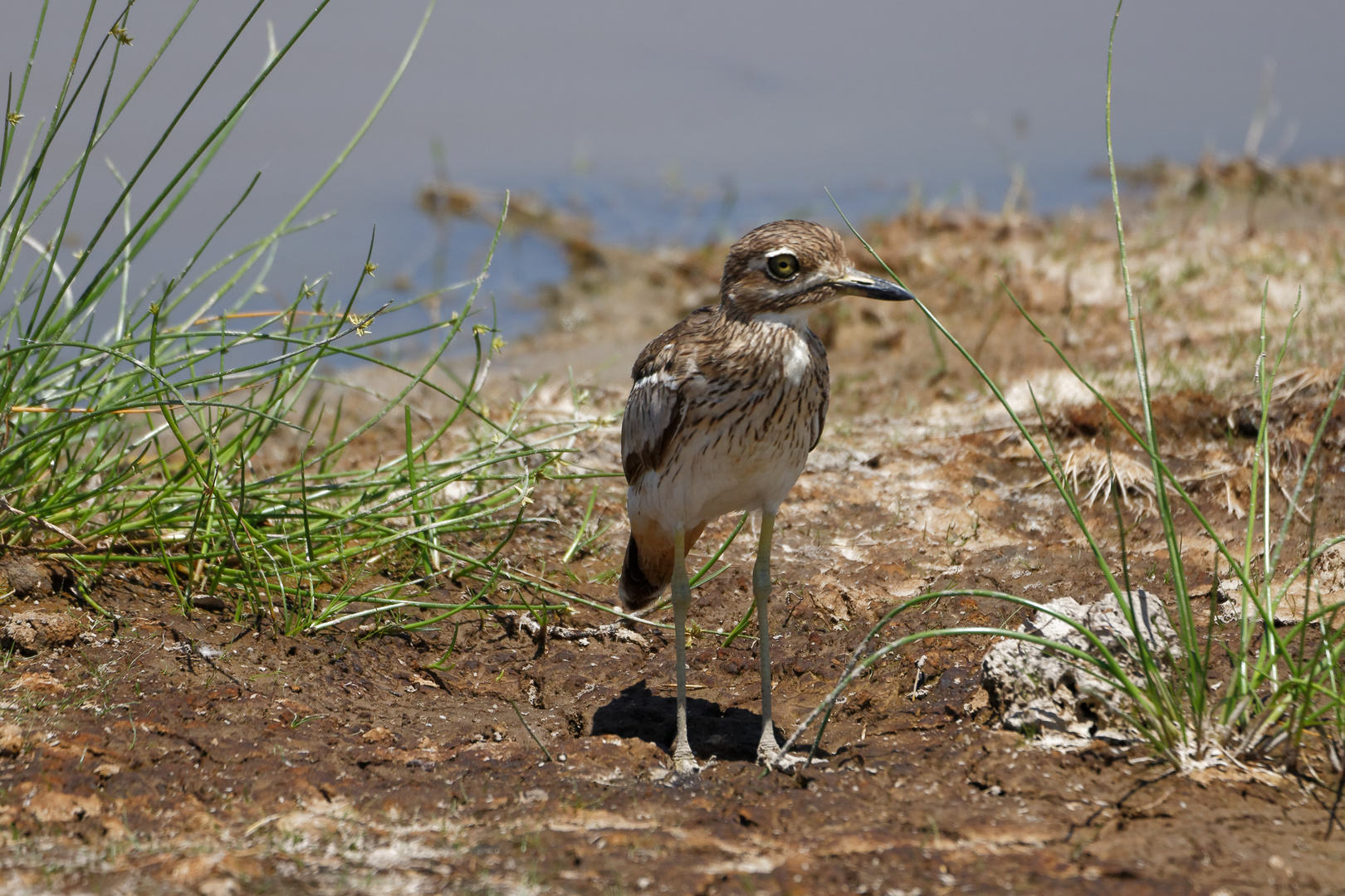 Triel Foto & Bild africa, eastern africa, kenya Bilder auf