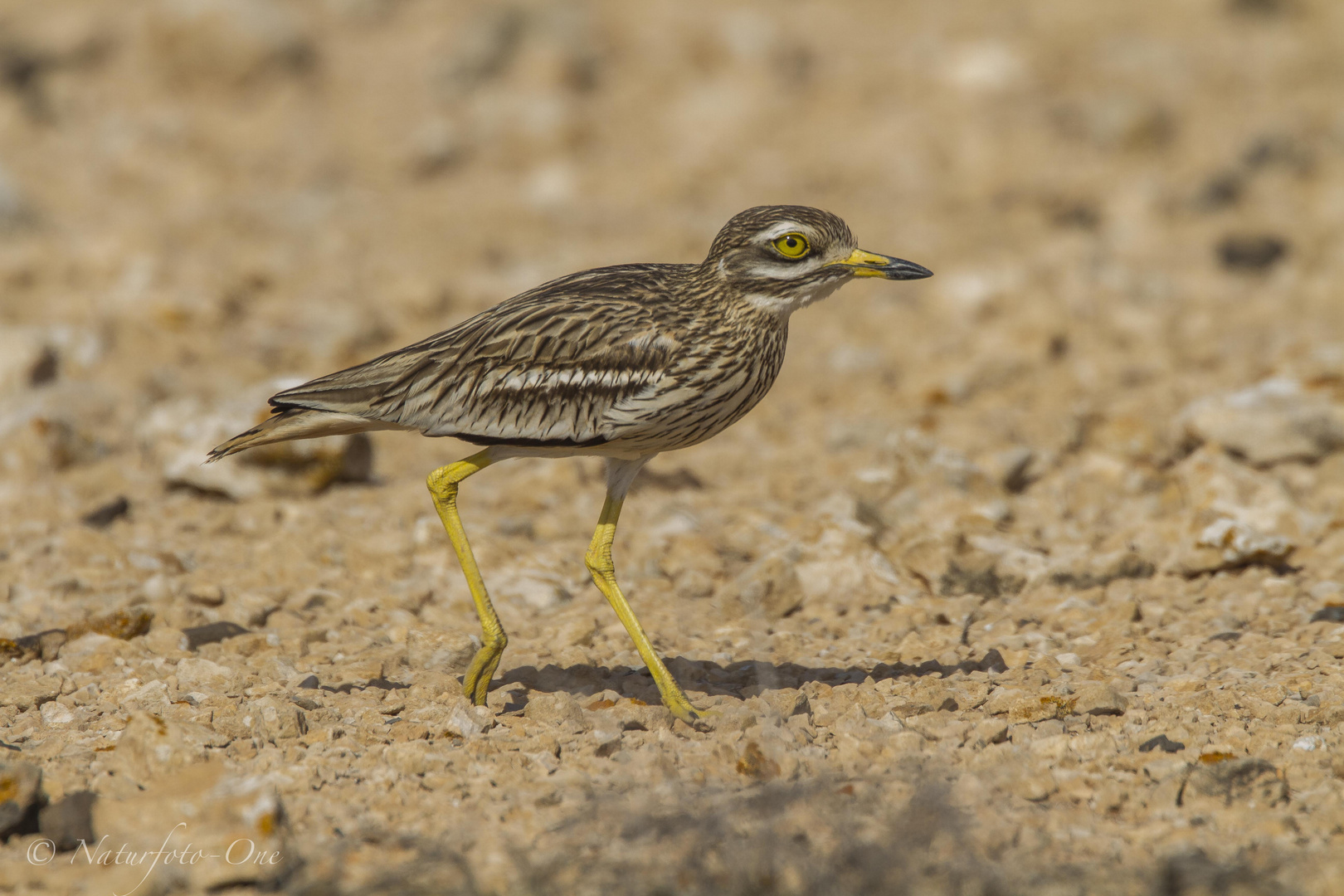 Triel, Eurasian Stono-curlew, Burhinus oedicnemus