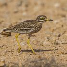 Triel, Eurasian Stono-curlew, Burhinus oedicnemus