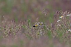 Triel / Stone curlew