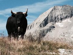 Triembiel Belalp