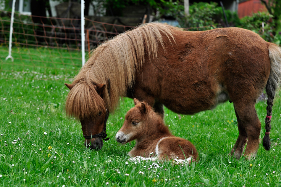 Trienchen und Trinity