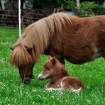 Trienchen und Trinity