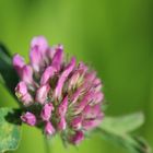 Trifolium