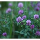 Trifolium