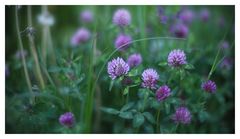 Trifolium