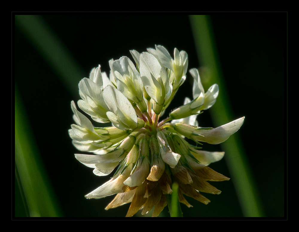 Trifolium