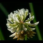 Trifolium