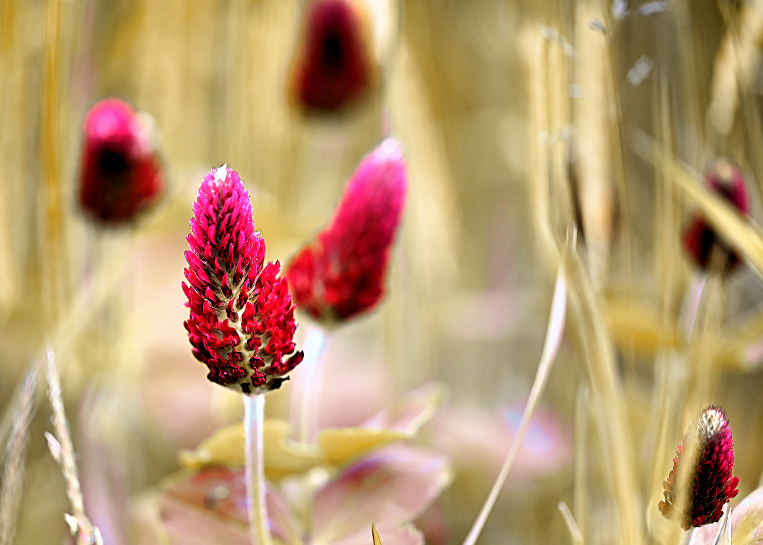 Trifolium incarnatum