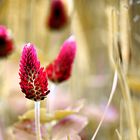 Trifolium incarnatum