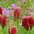 ...Trifolium incarnatum ..!!!...