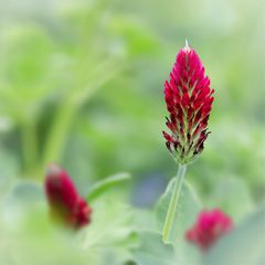 Trifolium incarnatum