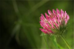 Trifolium Medium