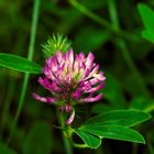 Trifolium medium L.